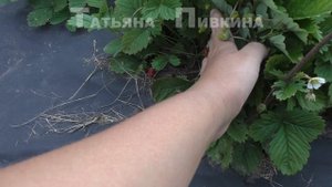 #Розы, земляника "Регина" прямой посев на грядку, 9 августа 2016 г.