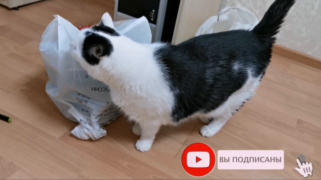 Денежное дерево толстянка укоренение черенков.