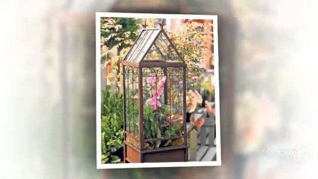 Peperomia - garden plants смотреть онлайн