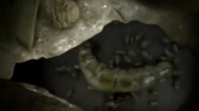 Вот, Что Происходит, Когда Ежи Становятся Домашними Питомцами смотреть онлайн