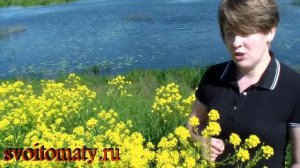 Сурепка – лекарственные свойства и применение