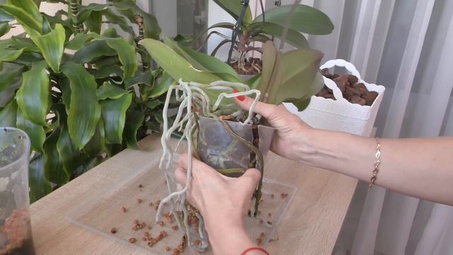 К этой орхидее притронуться боялась. БРЫКАСТАЯ. ПЕРЕСАЖИВАТЬ ПРИДЕТСЯ. Закрытая посадка и автополив смотреть онлайн