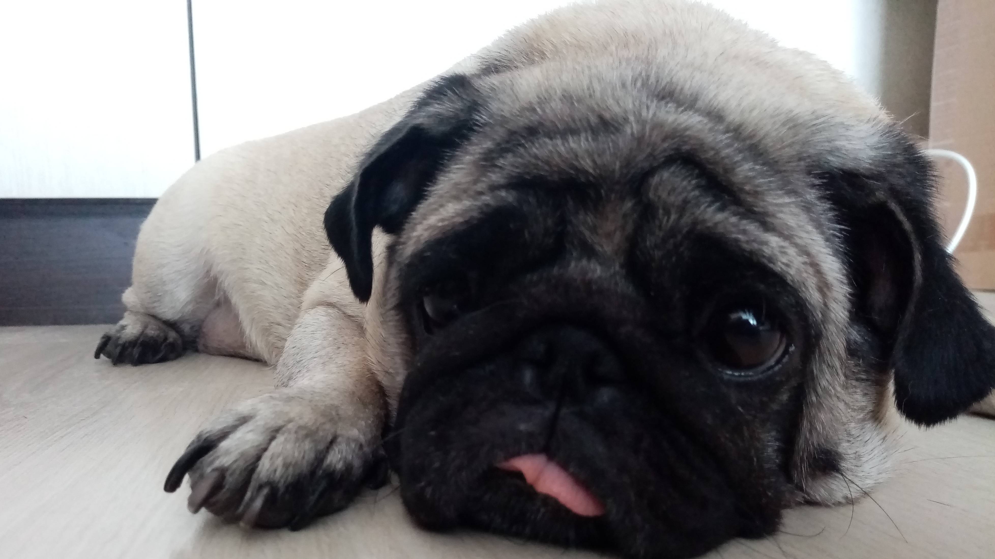 Семья мопсиков.#Мопсы