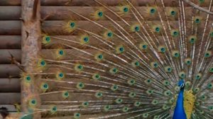 ЖАР ПТИЦА - ПАВЛИН