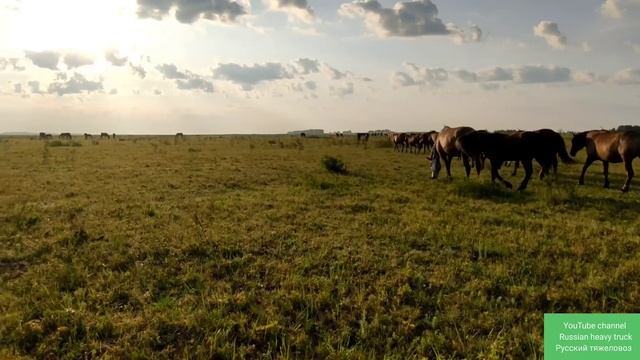 Самый подробный видео обзор жеребчиков 2022г.р. смотреть онлайн