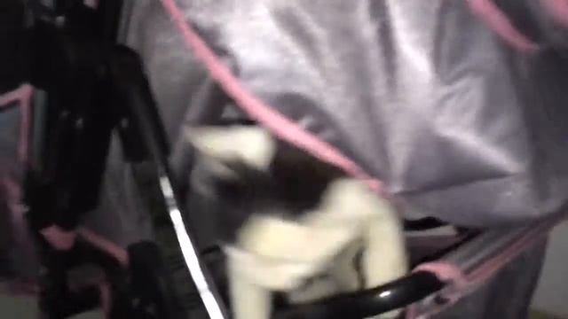 Маленький котик в коляске!