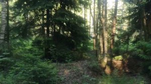 Босоногая тропа в Дендрарии парка "Лосиный остров"