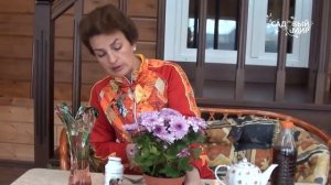 Как ухаживать за хризантемой в горшке