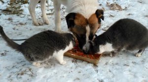 Dog and Cat  Eat Together - Собака и Кошка Дружно Кушают