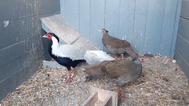 Серебряный фазан//Какие несет яйца смотреть онлайн