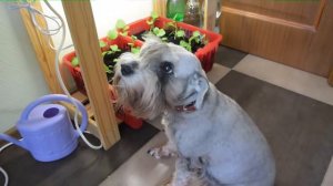 Собаку ругают