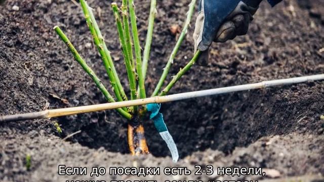 Посадка роз весной: когда и как сажать розы