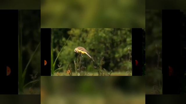 Relaxation, music, beautiful nature, animals. Релакс, музыка, красивая природа, животные. смотреть онлайн