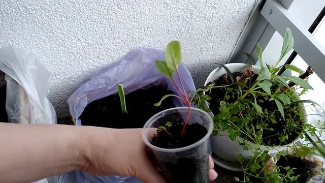 Балконный сад и огород смотреть онлайн