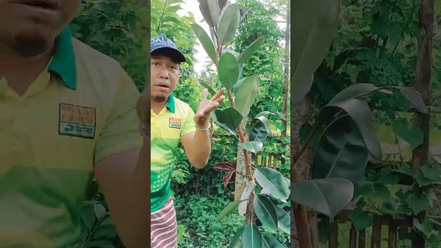 AIR LAYERING FICUS ELASTICA BURGANDY/GOLDEN TENEKI/LEMON LIME/ FIDLE LEAF смотреть онлайн