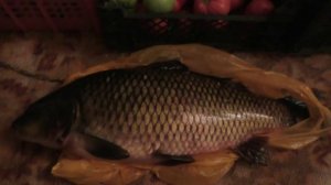 Карпы в бесхозном пруду: секретный эксперимент (20 серия)