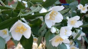 Гендель Георг Фридерик Прибытие царицы Савской .Jasmine.Жасмин.