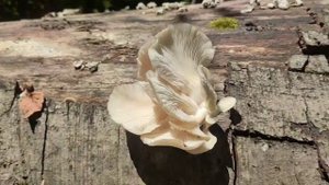 Лёгочная Вёшенка в Черном лесу | Легочная Вешенка для мариновки | В лес за съедобными грибами