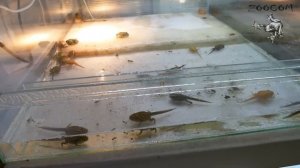 Метаморфоз головастиков рогаток