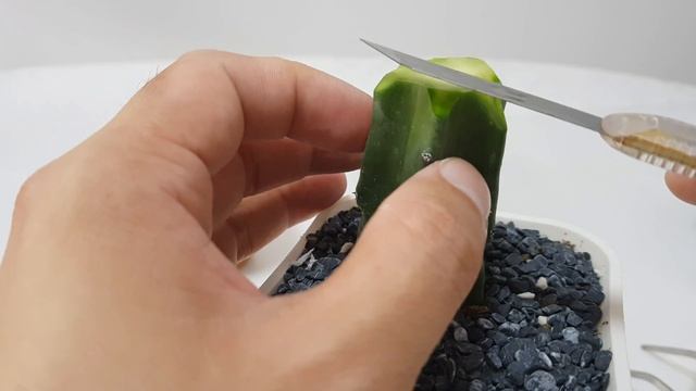 Grafting Cactus - Gymnocalycium Damsii + Myrtillocactus смотреть онлайн