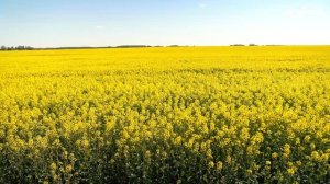 Озимый рапс Сингента. Технология возделывания в КСУП Гирки