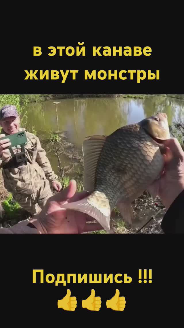 #shorts #fishing в этой канаве живут монстры  караси