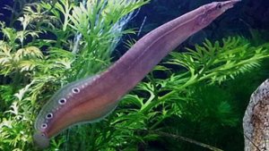 Макрогнатус узкоглазчатый