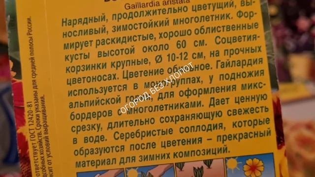 Гайлардия остистая многолетник цветущий всё лето.