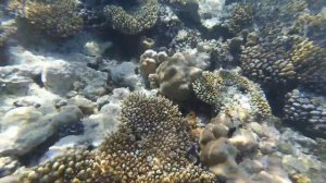 Sentido Reef Oasis, Шарм Эль Шейх, Октябрь 2019