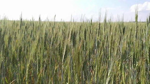 Пшеница колышется