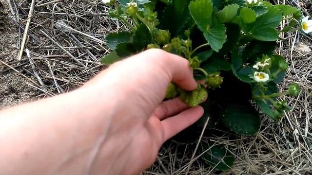 Земляника из семян. Июнь.