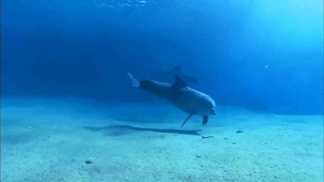 Божественная красота смотреть онлайн