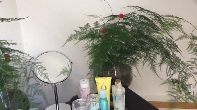 #2 Que planta é essa ? Aspargo-samambaia ► Asparagus setaceus смотреть онлайн