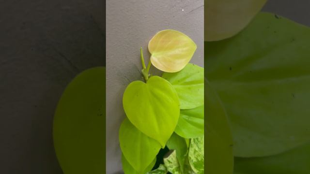 Philodendron Lemon lime new leaf is so colorful