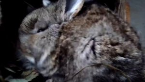 Как кормить кроликов