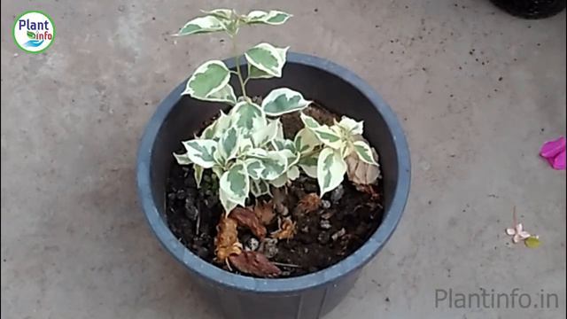 Bougainville कि 8 खूबसूरत किस्म को देखो । collection | my Bougainvillea collection смотреть онлайн