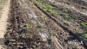 Сравнение мульчирующей пленки. Дорогой и бюджетный варианты.