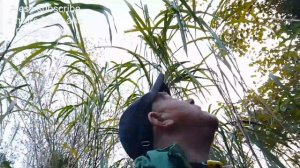 Giant grass - Miscanthus sinensis at Camp Ibex 17Nov 2023 16:06