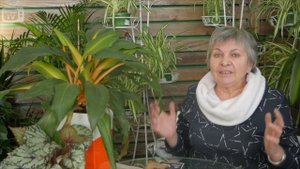 Кила на капусте ➡ Способы борьбы с грибком ❗ Советы от эксперта хитсад