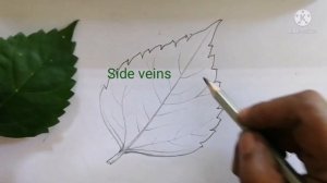 Hibiscus leaf and its part.