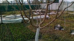 Абрикос в Средней полосе. Неправильная посадка. Что делать?