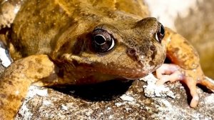 Земноводные и пресмыкающиеся.mp4