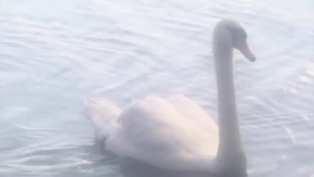 «Соловьи в неволе не поют» 2 смотреть онлайн