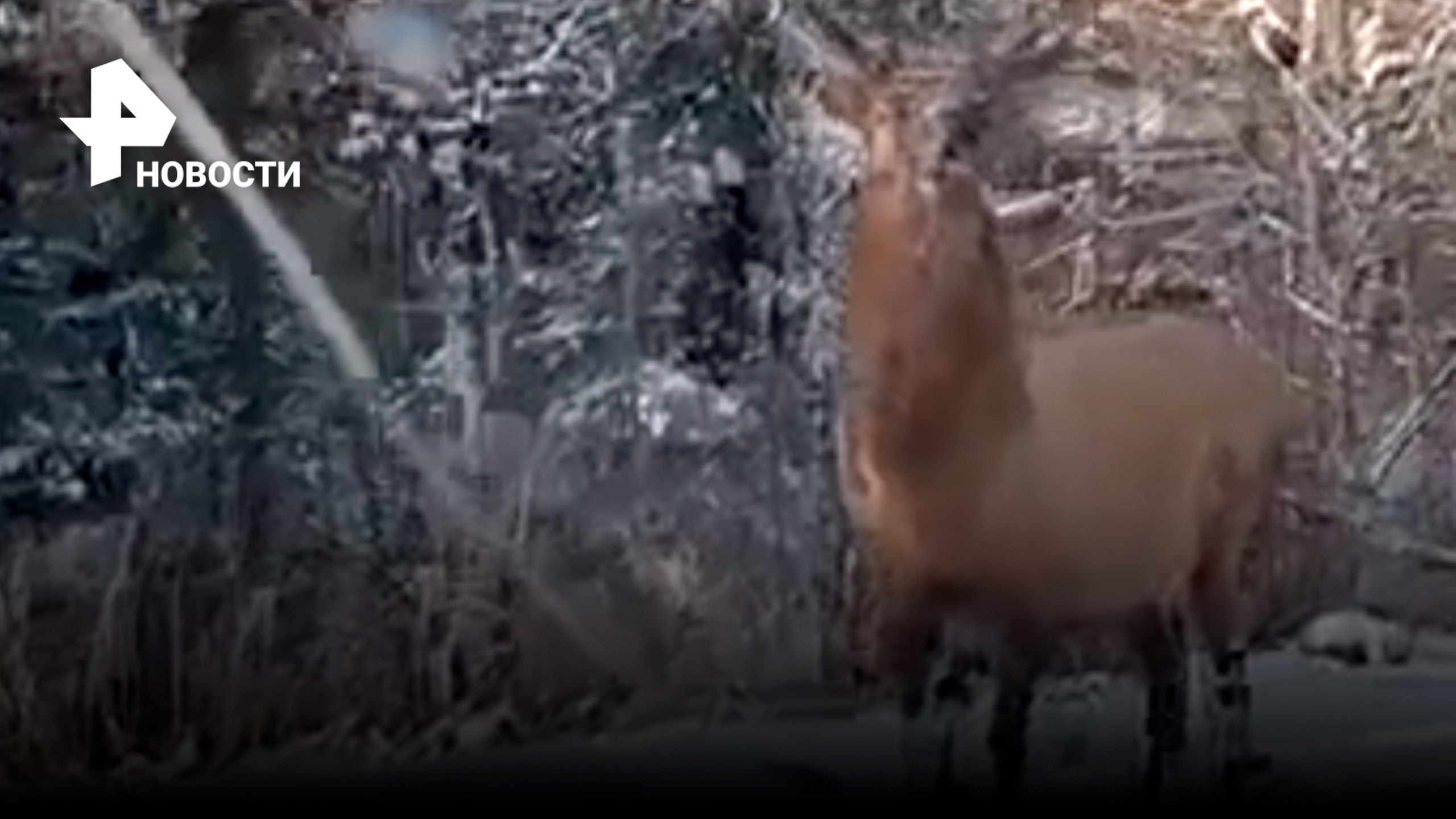 "За лося ответишь": олень накинулся на машину в Приморье / РЕН Новости