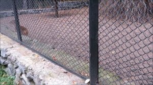 Мунтжаки китайские становятся общительными 27.09.2020