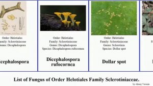 Fungus of Order Helotiales Family Sclerotiniaceae ciboria botrytis monilinia spot caucus cinerea