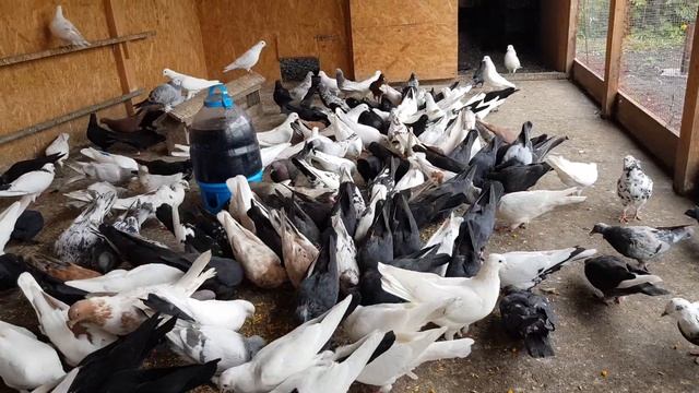 28.09.19. Утро кормление моих голубей. Morning feeding my pigeons. смотреть онлайн