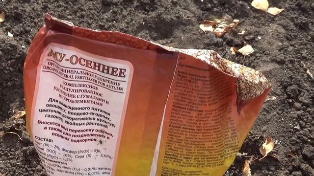 Озимый ЧЕСНОК 2021