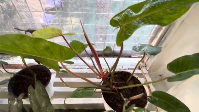 GARDEN TOUR SA GREEN HOUSE NI LOLA || 52 PHILODENDRON COLLECTION AND THEIR ID смотреть онлайн