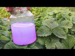 У меня всегда много смородины и клубники! Научилась применять марганцовку осенью от всех болезней!